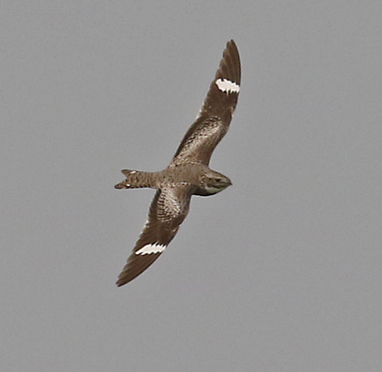 Common Nighthawk Photo 3