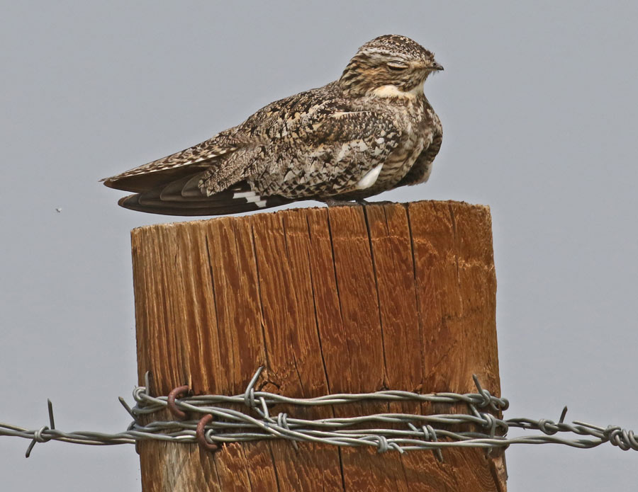 Common Nighthawk Photo 2