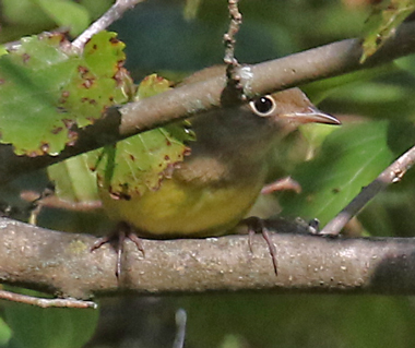 Connecticut Warbler (fall adult female or immature)