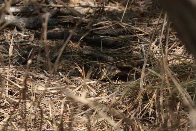 Do you see the Pauraque?