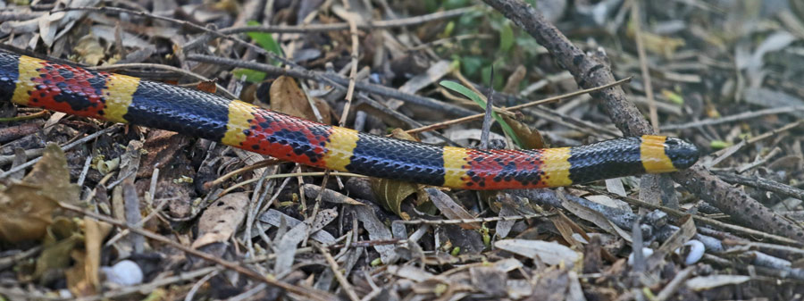 Coral Snake