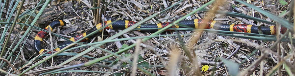 Coral Snake