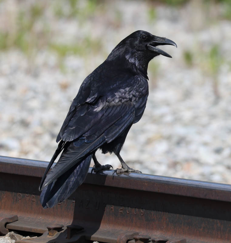 Common Raven