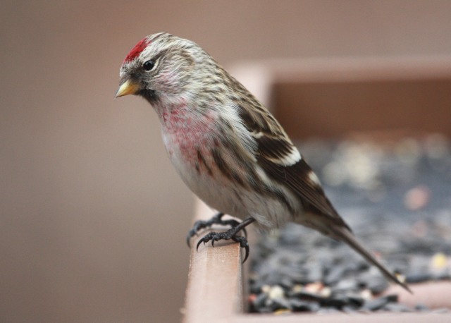 Common Redpoll photo #3