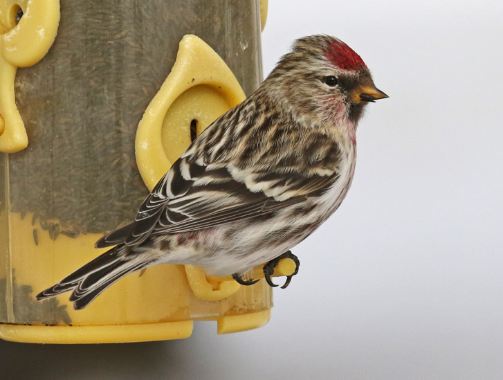 Common Redpoll