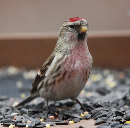 Common Redpoll photo #5