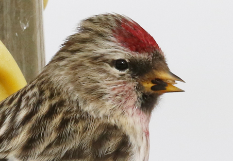 Common Redpoll