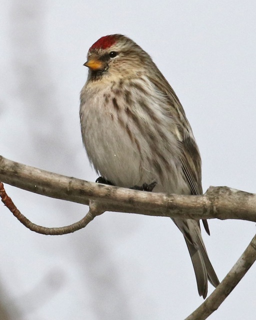 Common Redpoll