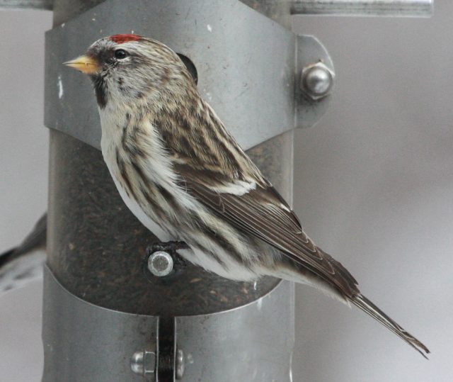 Common Redpoll photo #1
