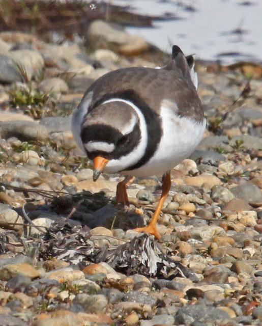 Common Ringed-Plover