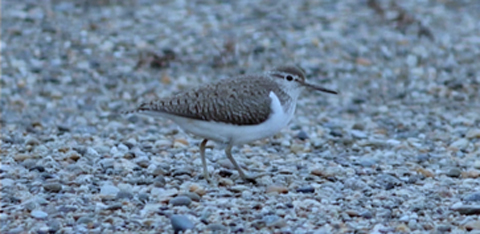 Common Sandpiper 
