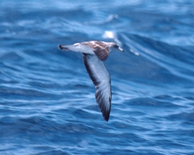 Scopoli's Shearwater