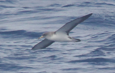 Cory's Shearwater photo #3