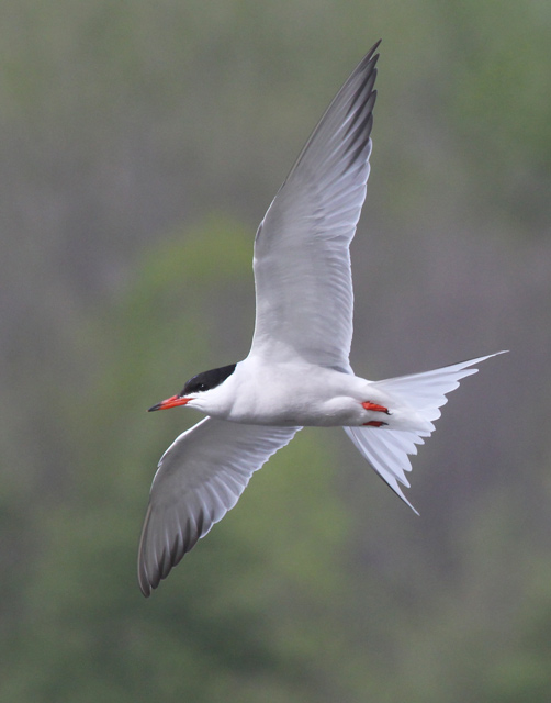 Common Tern (adult in flight)