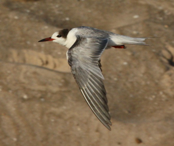 Common Tern (1st summer) photo #1