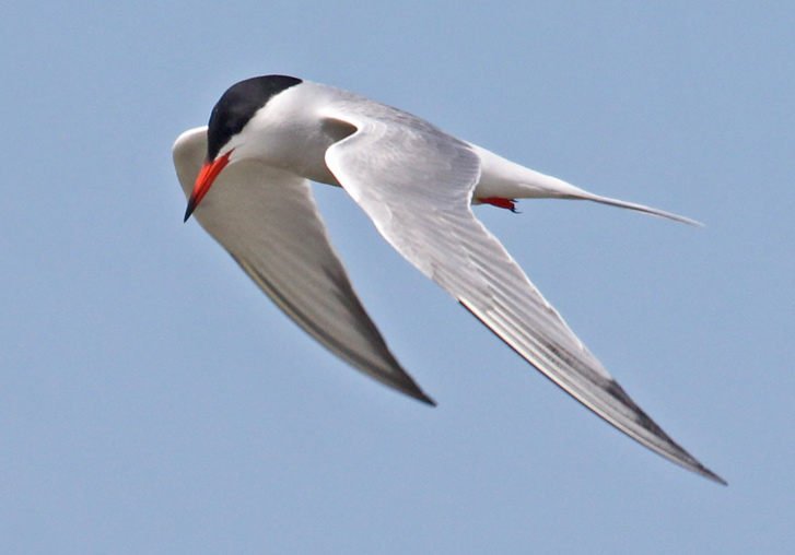 Common Tern (adult in flight)