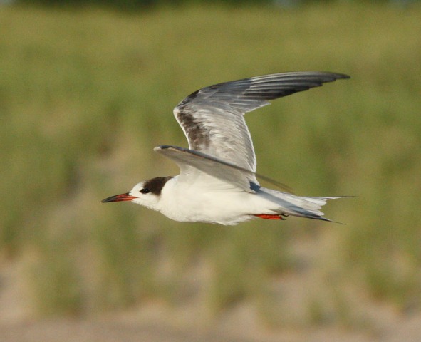 Common Tern (1st summer) Photo #2
