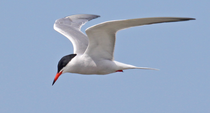 Common Tern (adult in flight)