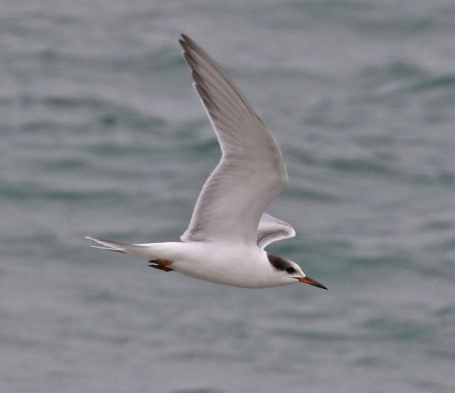Common Tern (juvenile in flight)