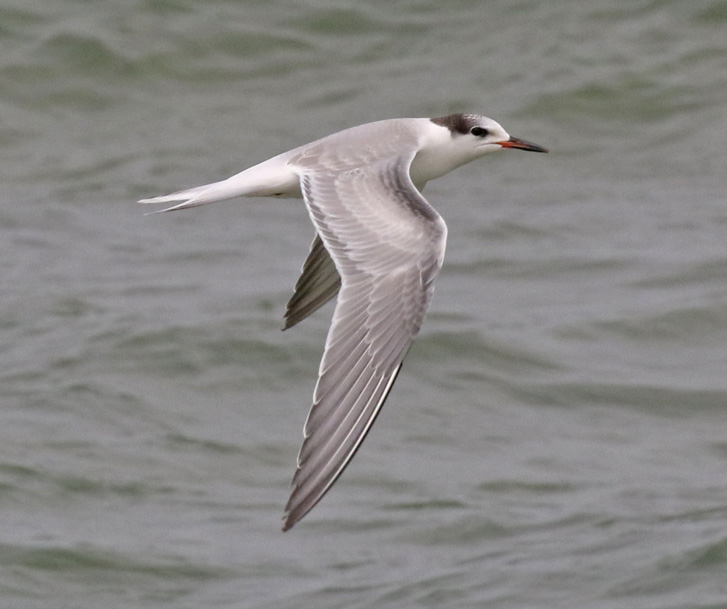 Common Tern (juvenile in flight)