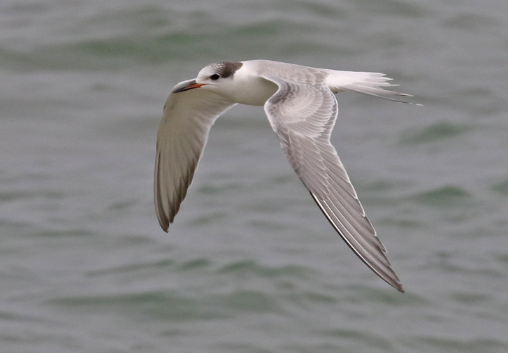 Common Tern (juvenile in flight)