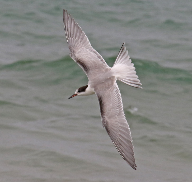 Common Tern (juvenile in flight)