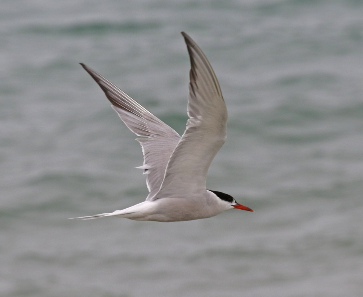 Common Tern (adult in flight)