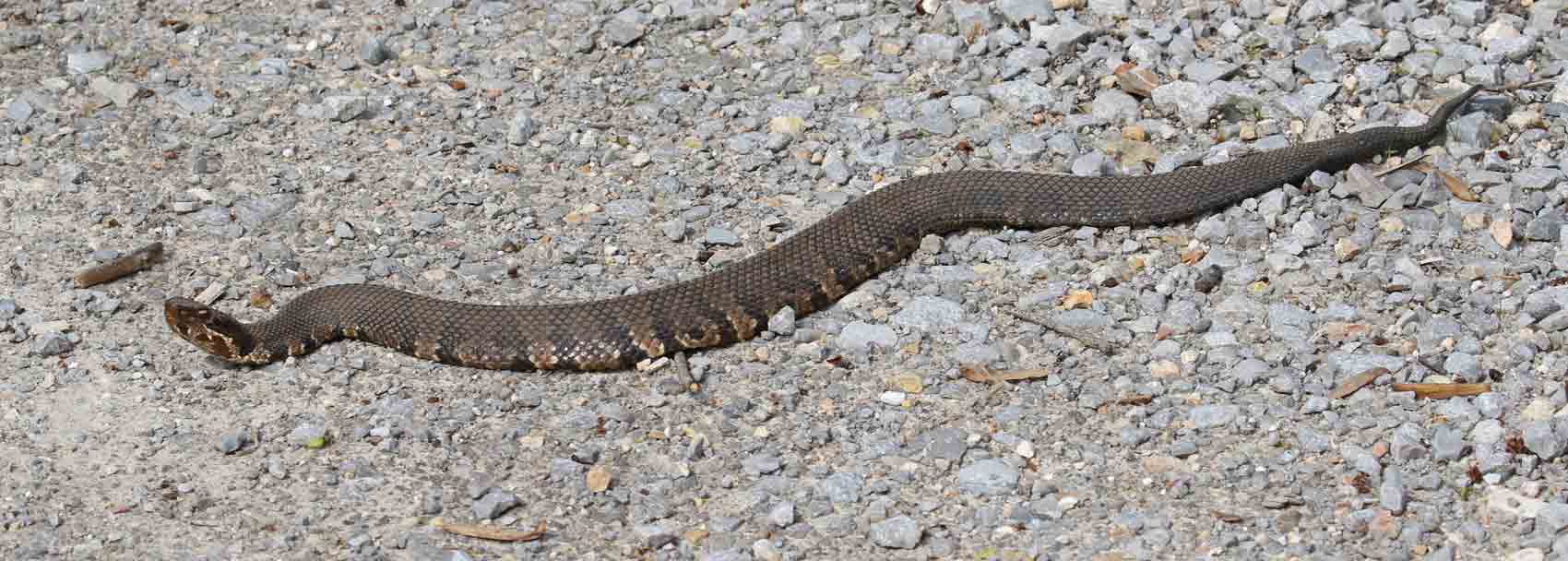 Northern Cottonmouth (adult)