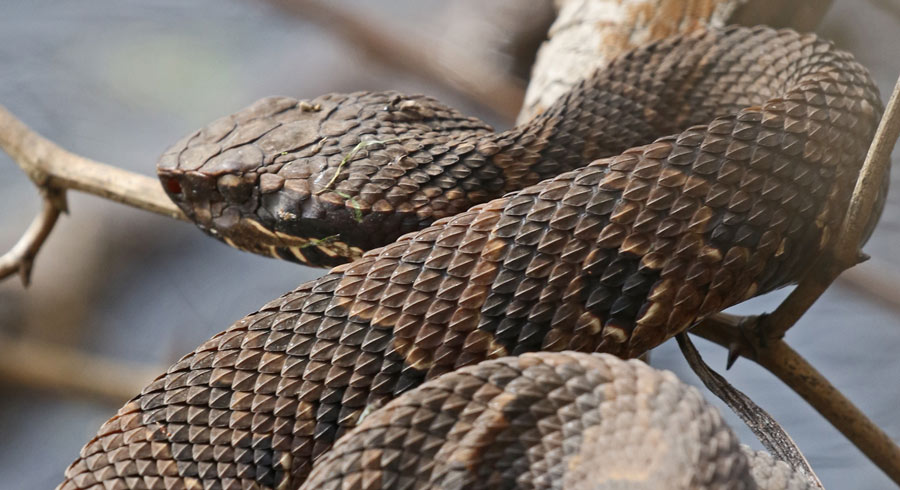 Northern Cottonmouth (juvenile)