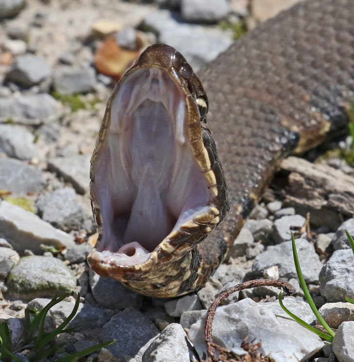 Northern Cottonmouth (adult)