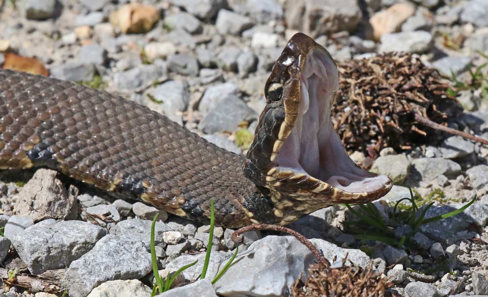 Northern Cottonmouth (adult)