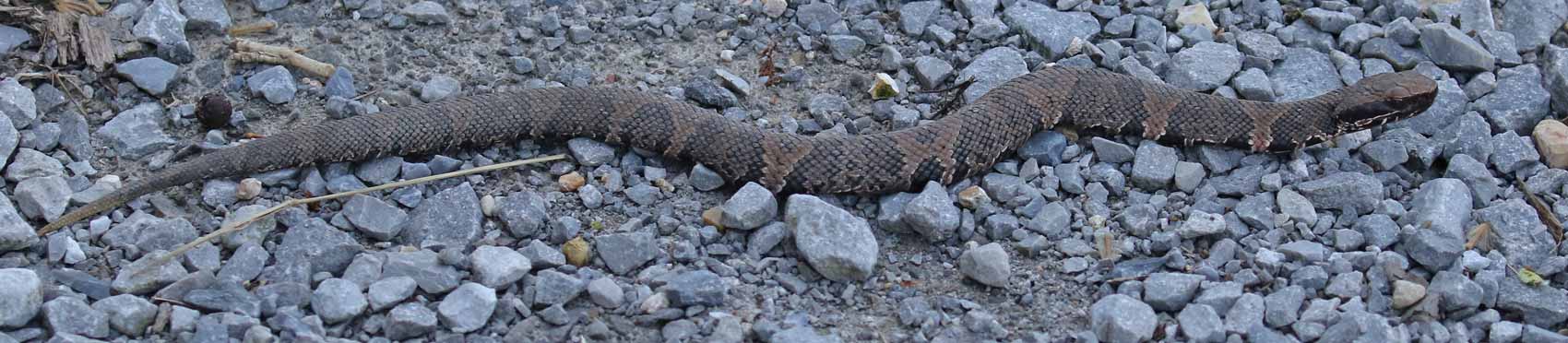 Northern Cottonmouth (juvenile)
