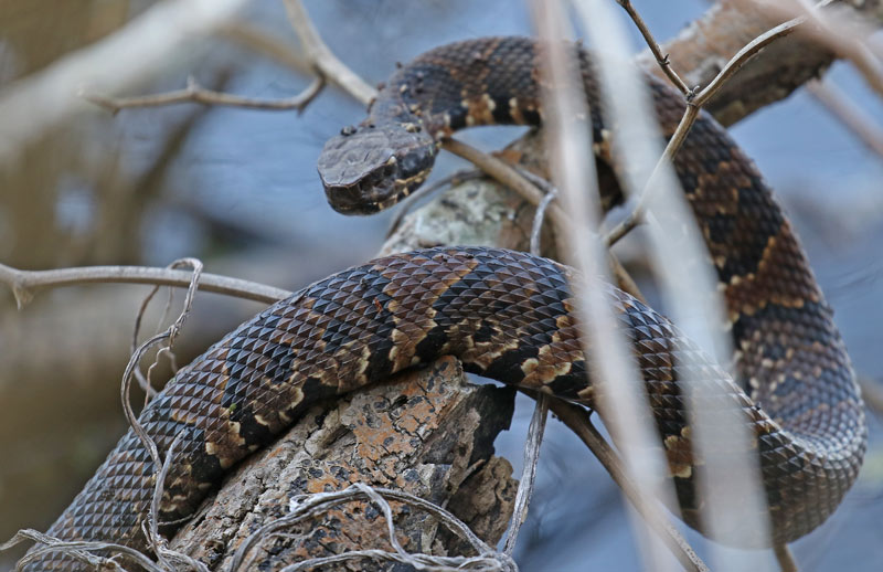 Northern Cottonmouth (juvenile)