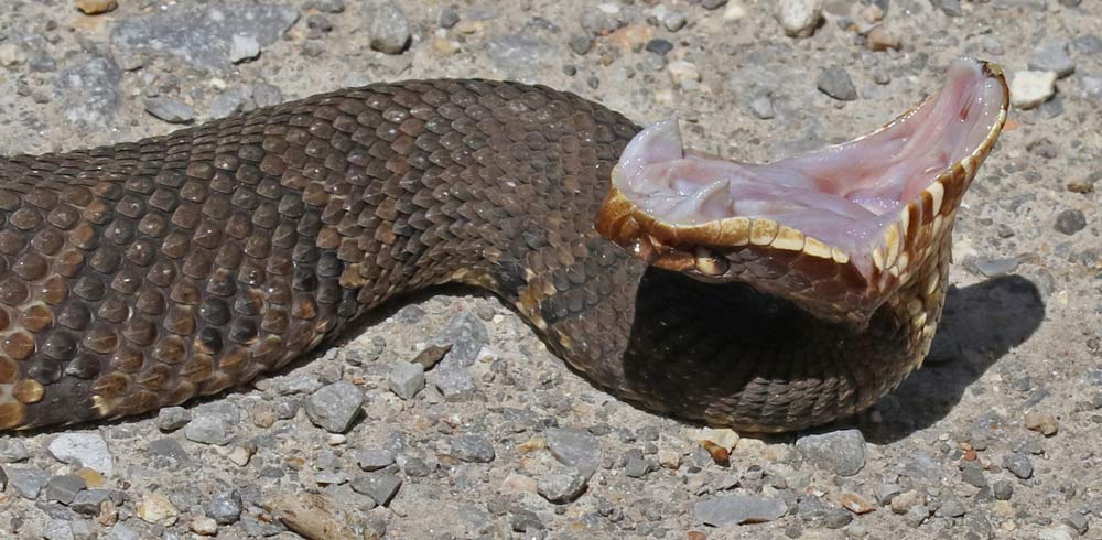 Northern Cottonmouth (adult)