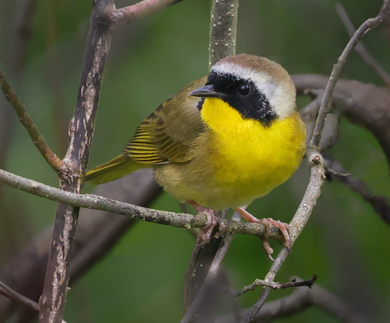 Common Yellowthroat photo 9