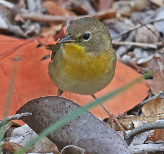 Common Yellowthroat 