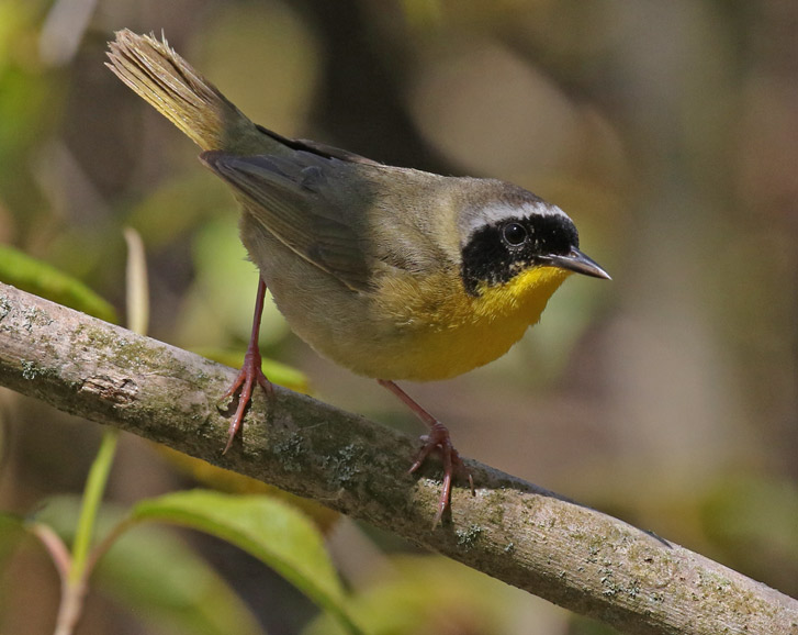Common Yellowthroat photo 9