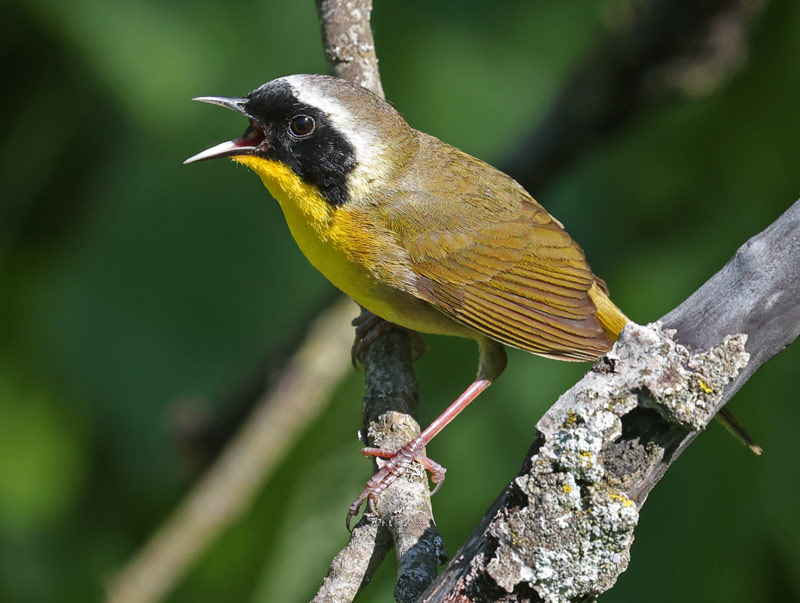 Common Yellowthroat photo 6