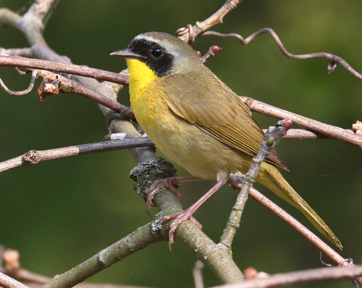 Common Yellowthroat photo 11