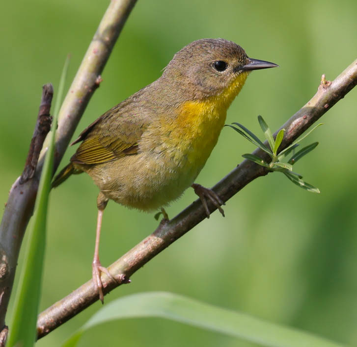 Common Yellowthroat 