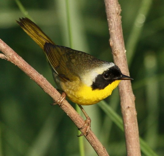 Common Yellowthroat photo 13