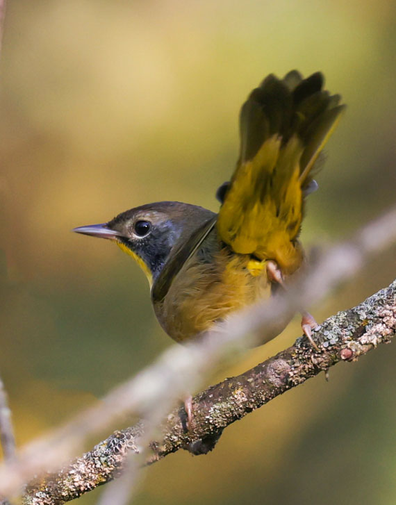 Common Yellowthroat (Eastern 1st fall male) photo 9