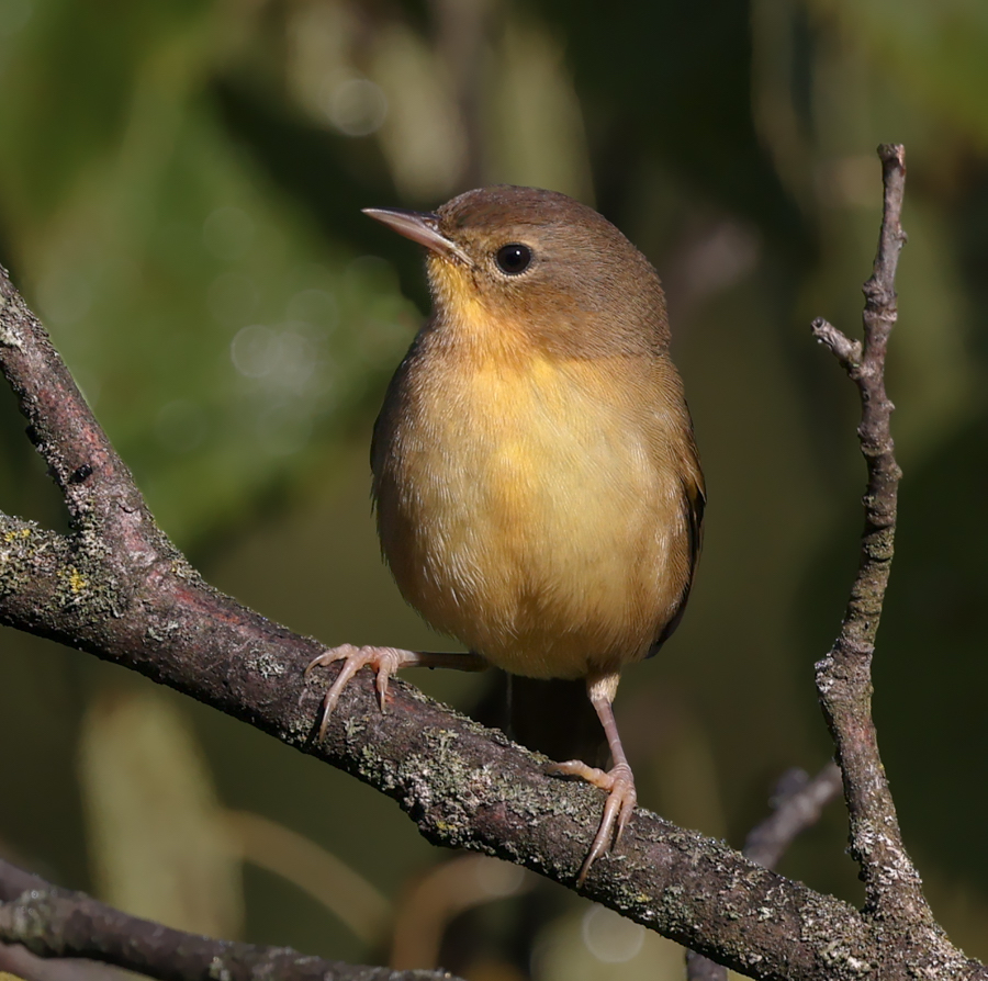 Common Yellowthroat (1st fall female)