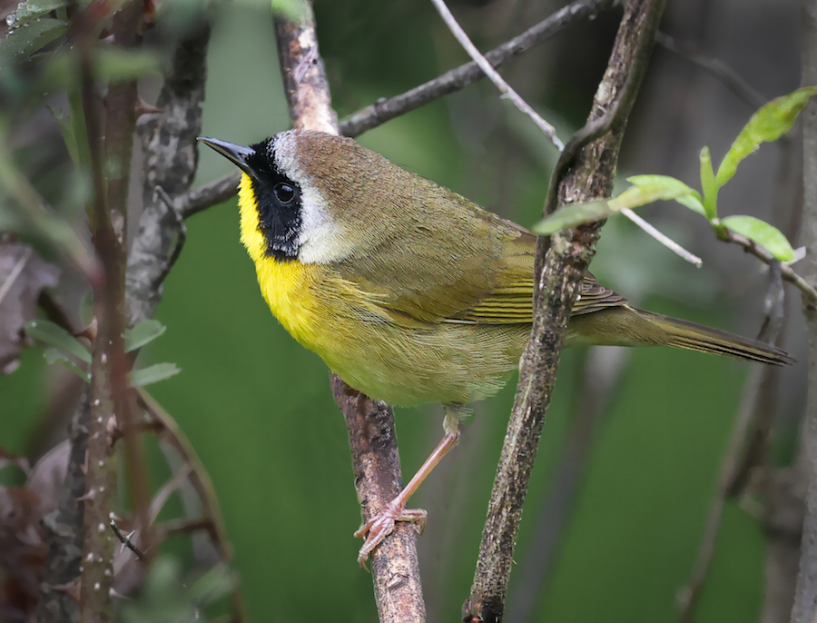 Common Yellowthroat photo 8