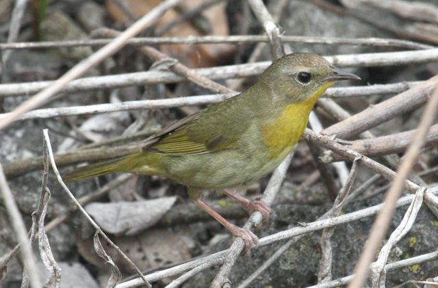 Common Yellowthroat 