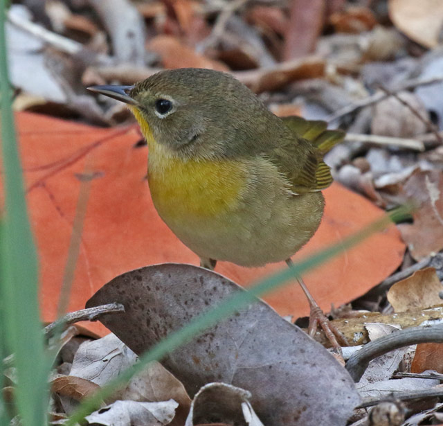 Common Yellowthroat 