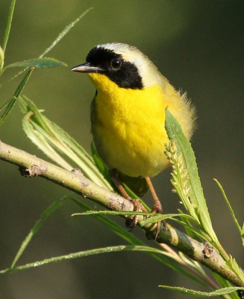 Common Yellowthroat photo 12