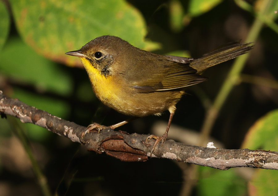 Common Yellowthroat (Eastern 1st fall male) photo 10
