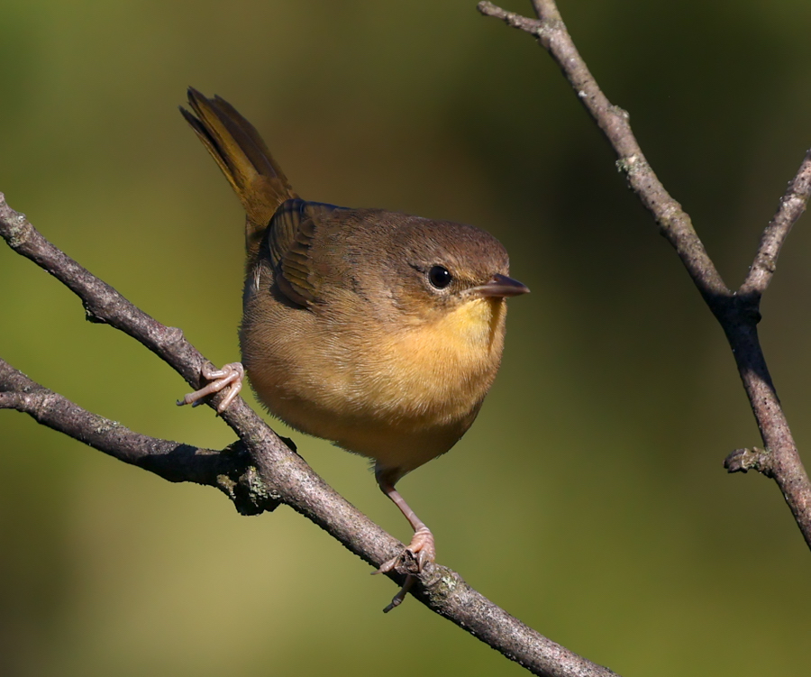 Common Yellowthroat (1st fall female)