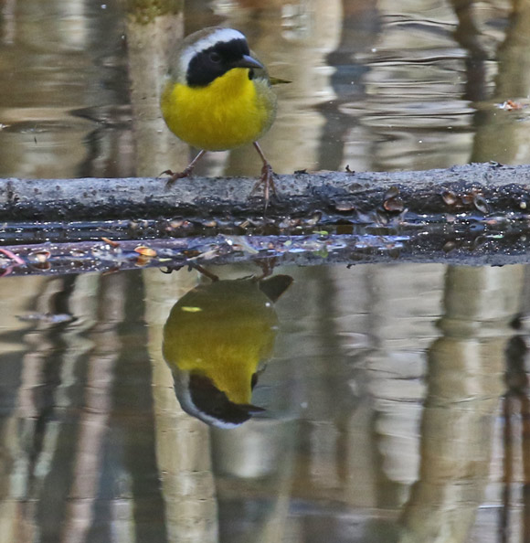 Common Yellowthroat photo 15